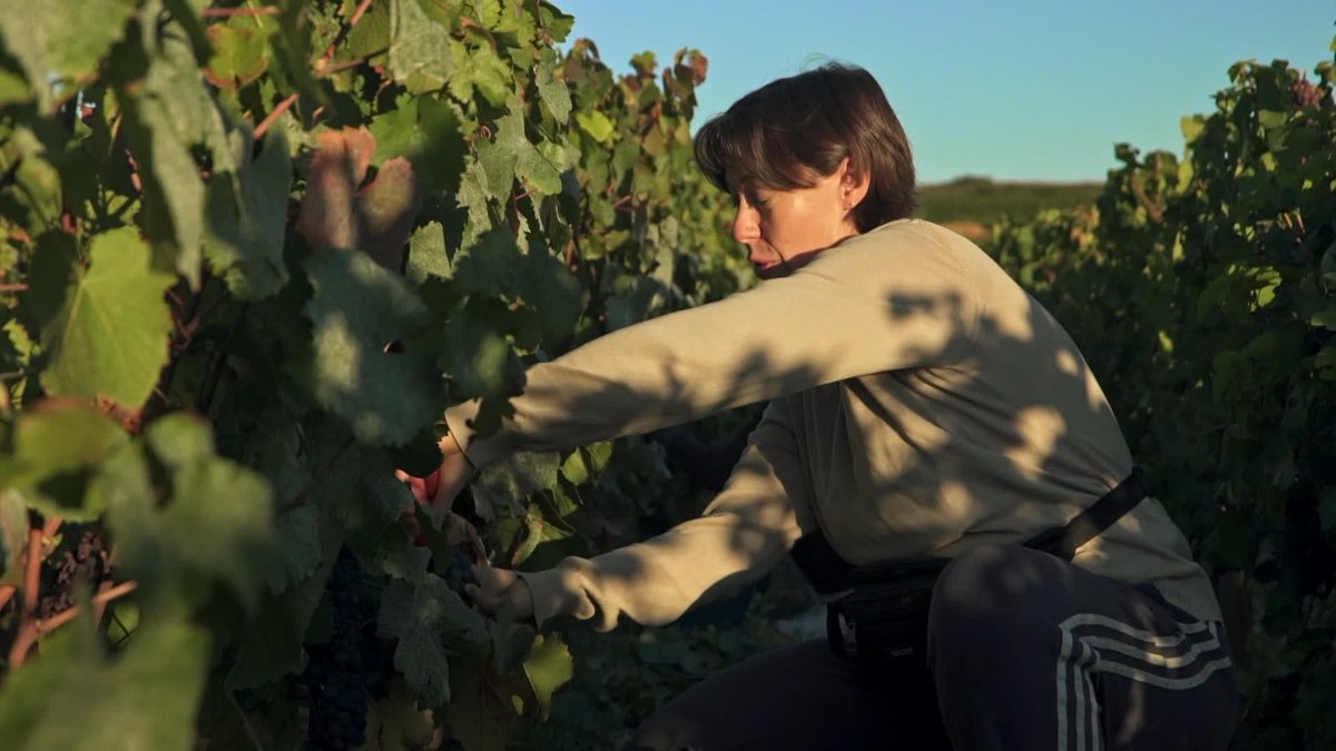 Un sens à la vigne